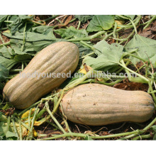 Graines de citrouille douce PU11 Nanguawang grande taille pour l&#39;agriculture, graines de citrouille hybrides